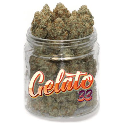 Gelato #33 Weed – Une Fleur de Cannabis Gourmande et Puissante à 20% de THC
