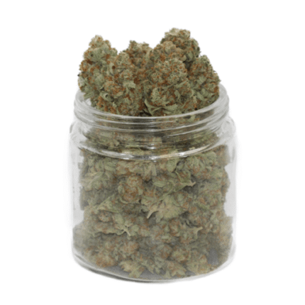 Golden Kush Weed – Une Beuh Puissante et Envoûtante à 24 % de THC