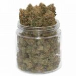 Gucci OG Weed – Une Weed de Luxe à 30 % de THC pour les Amateurs de Puissance
