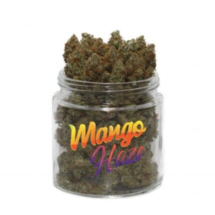 Mango Haze Weed – Cannabis Sativa 20 % THC au goût fruité et effet énergisant