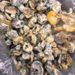 A Exotic Albinos NO SHAKE - Monsieur Cannabisbien shop