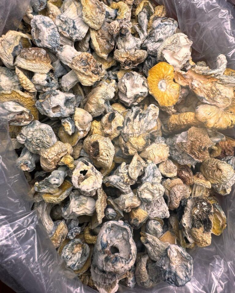 A Exotic Albinos NO SHAKE - Monsieur Cannabisbien shop