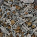 A Gold Cap Peruvians - Monsieur Cannabisbien shop